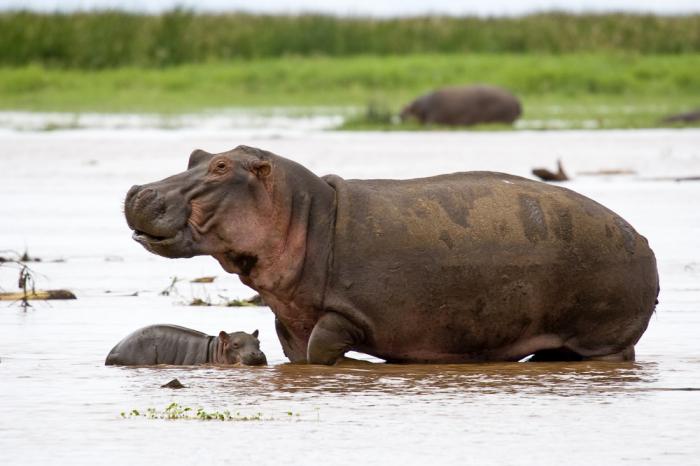 Guinea Bissau J5GQZ J5JUA DX News Guinea Bissau J5GQZ J5JUA DX News